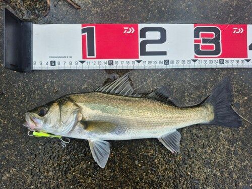 シーバスの釣果