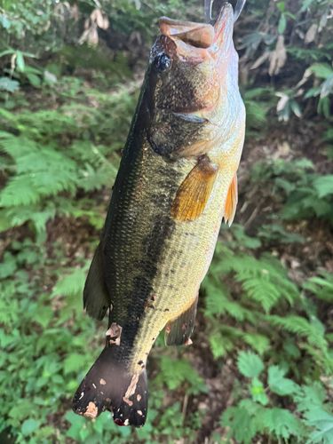 ブラックバスの釣果