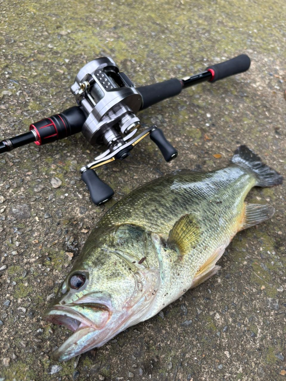 SHIMANO - 20ゾディアス164L-BFS/2 本州送料無料！ シマノ ゾディアス 164L-BFS (ロッド・釣竿) 価格比較 - 価格.com