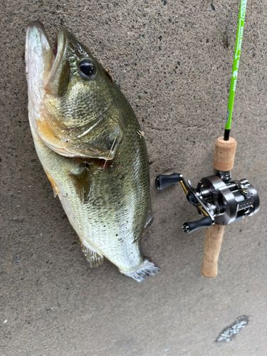 ラージマウスバスの釣果