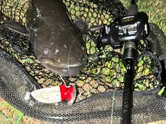 ナマズの釣果