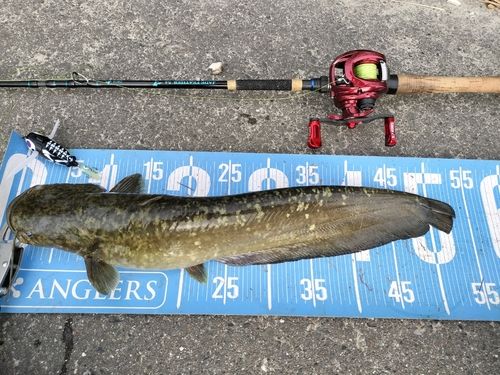 マナマズの釣果