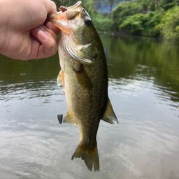 ブラックバス