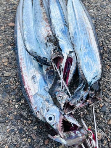 タチウオの釣果