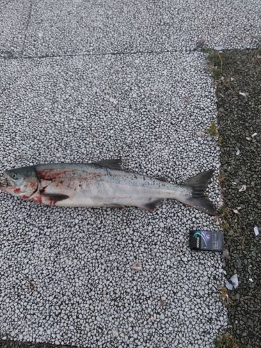アキアジの釣果