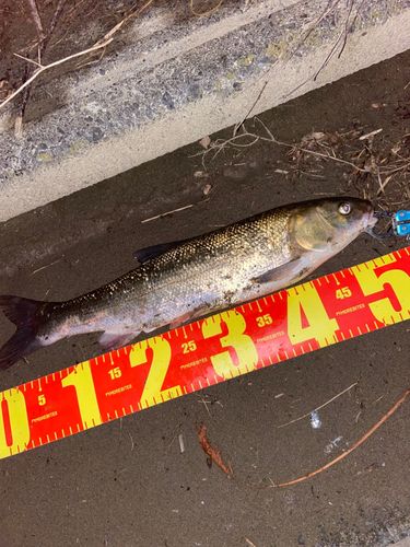マルタウグイの釣果
