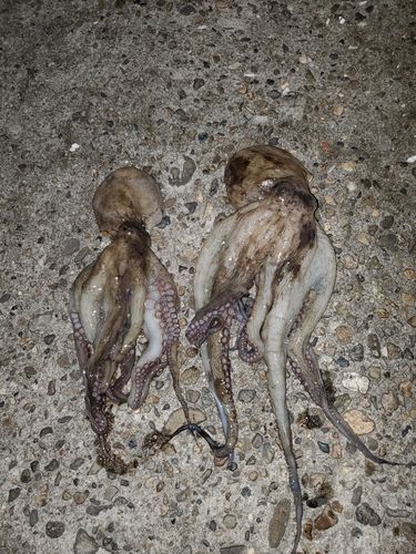 釣果