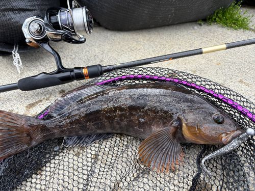 アイナメの釣果