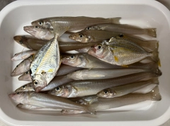 シロギスの釣果