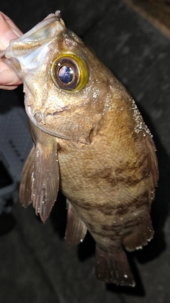 メバルの釣果