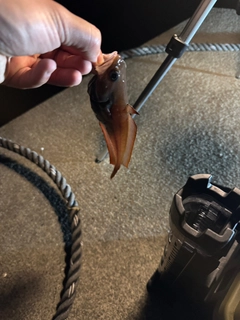 ドンコの釣果