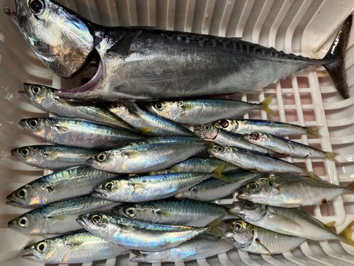 釣果