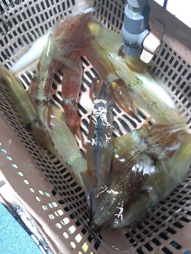 アカイカの釣果