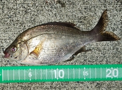 ウミタナゴの釣果
