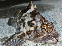 オウゴンムラソイの釣果