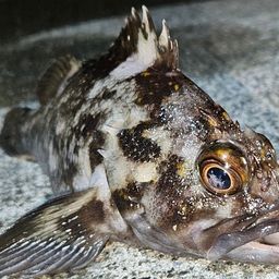 オウゴンムラソイ