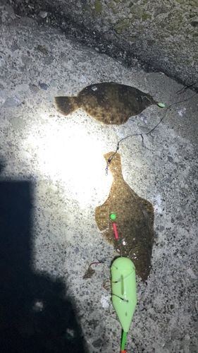 カレイの釣果