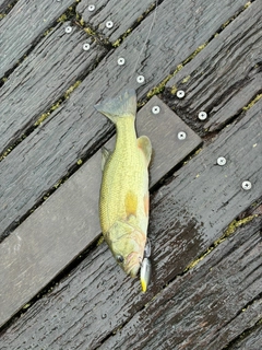 ラージマウスバスの釣果