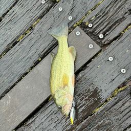 ラージマウスバス