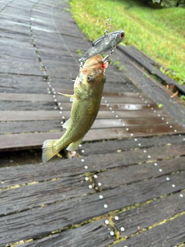 ラージマウスバスの釣果