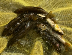 アユの釣果