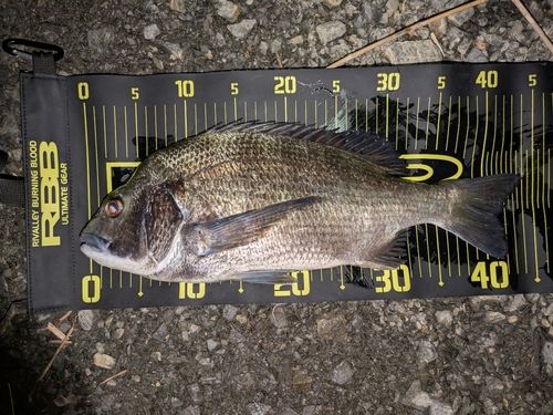 チヌの釣果