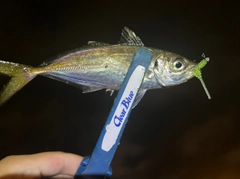 マアジの釣果