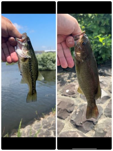 ブラックバスの釣果