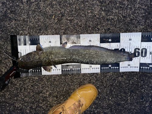 ナマズの釣果