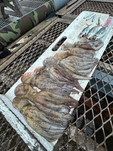 タコの釣果