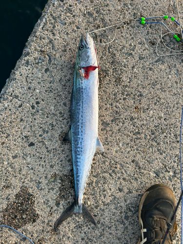サゴシの釣果