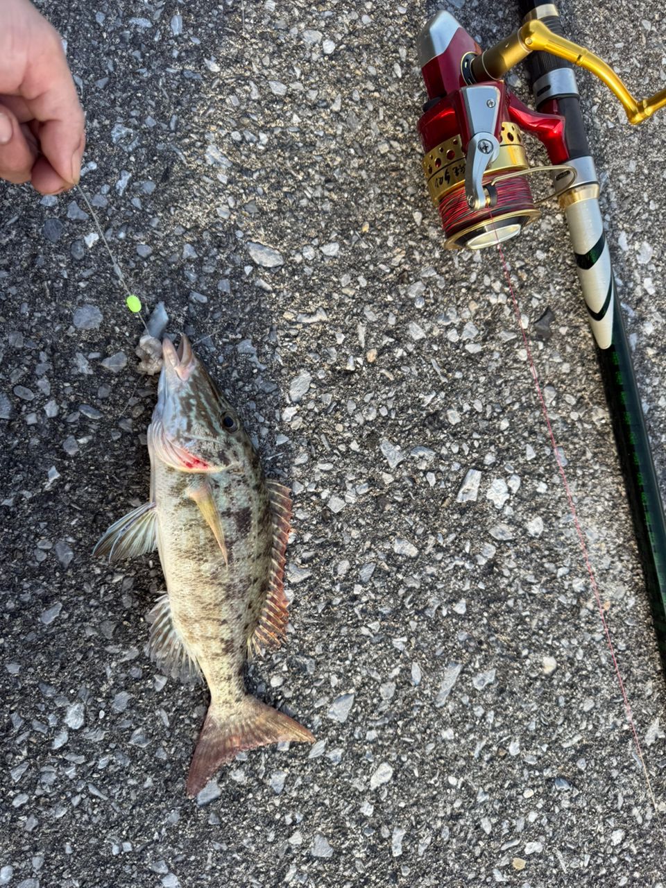 キツネフエフキ