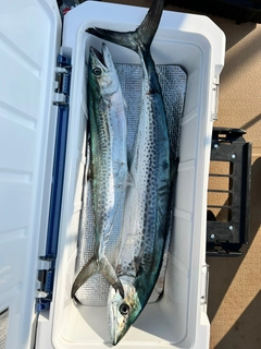 サゴシの釣果