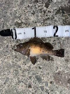 メバルの釣果