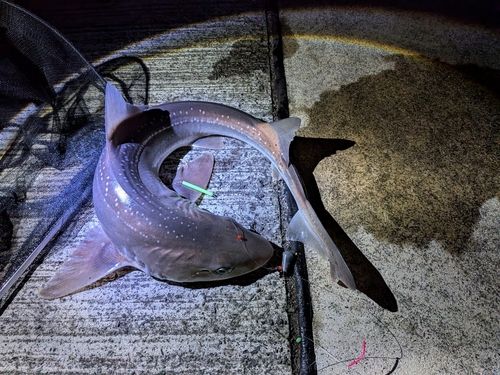 ホシザメの釣果