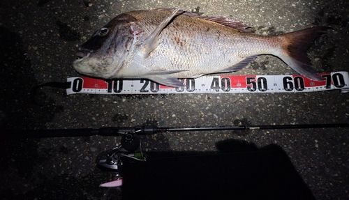 マダイの釣果