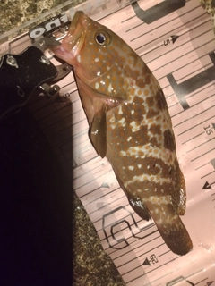 キジハタの釣果