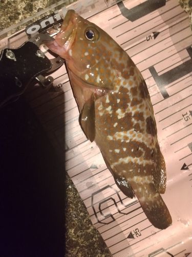 キジハタの釣果
