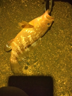 キジハタの釣果
