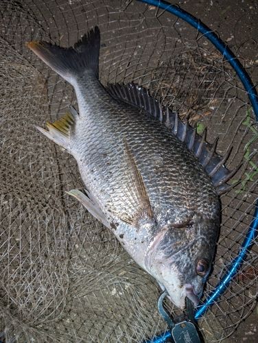 キビレの釣果