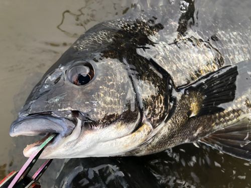 チヌの釣果