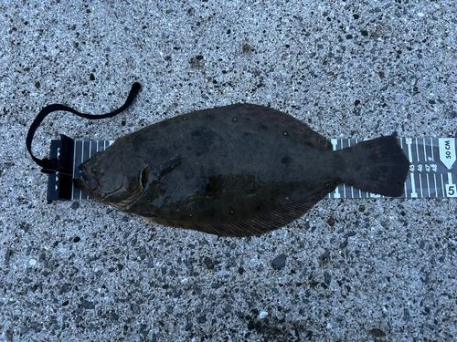 ヒラメの釣果