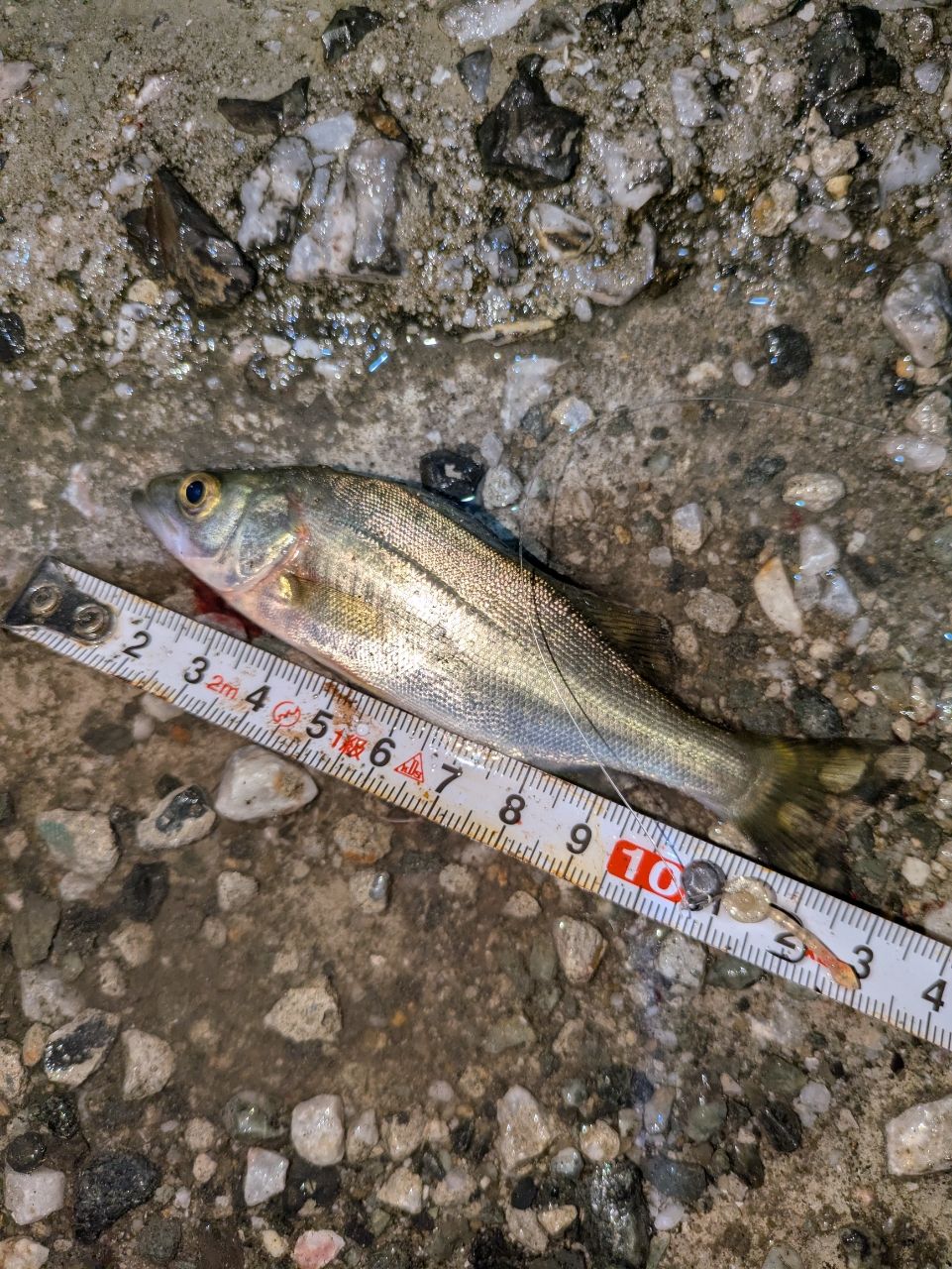 セイゴ（マルスズキ）