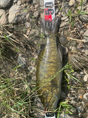 スモールマウスバスの釣果