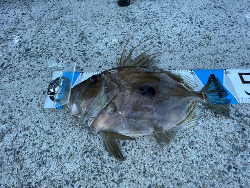 マトウダイの釣果