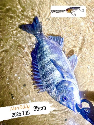 クロダイの釣果