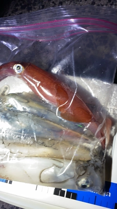 ケンサキイカの釣果
