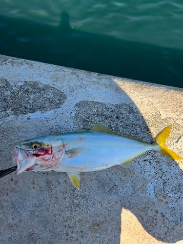 ツバスの釣果