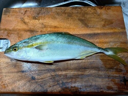 ツバスの釣果