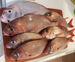タイの釣果